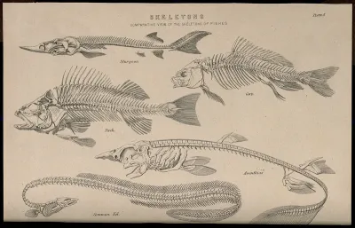 Skeletons of various fish: five figures, illustrating the skeletons of a sturgeon, a carp, a perch, a dogfish and a common eel