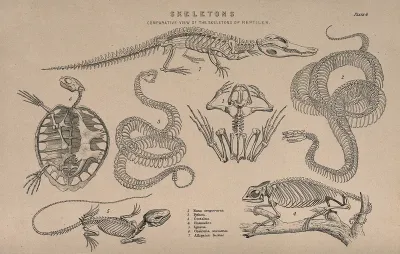 Skeletons of various reptiles: seven figures, illustrating the skeletons of an alligator, a turtle, a python, a rattlesnake, a frog, an iguana and a chameleon