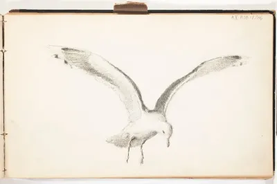 Sketch of a Flying Gull