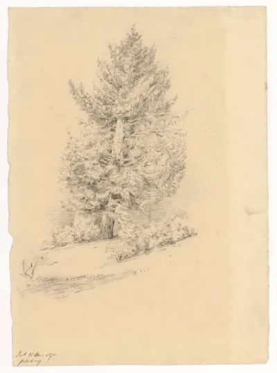 Sketch of an Old Spruce