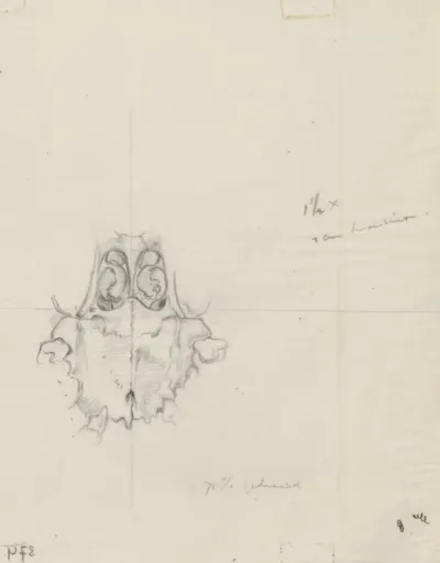 Sketch of the respiratory system seen from below