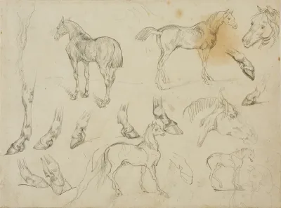 Sketches of a Horse