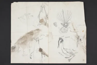 [Sketches of birds]