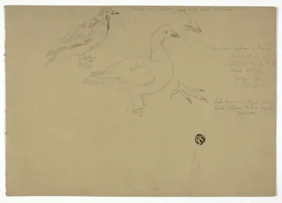 Sketches of Birds