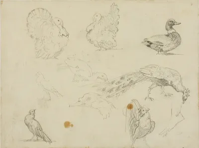 Sketches of Fowl