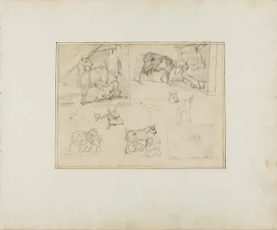 Sketches of Goats