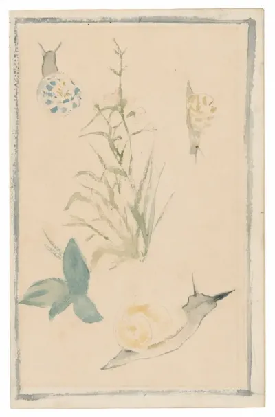 Sketches of Snails, Flowering Plant