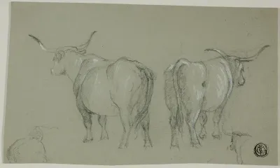 Sketches of White Cattle from the Maremma