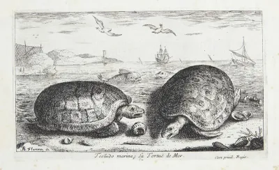 Skildpadden (Testudo marina)