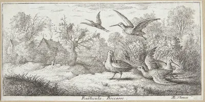 Skovsneppen (Rusticula)