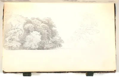 Skovtykning (skovbryn). En gren