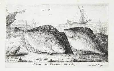 Skrubben (Flesius siue Fletelus)