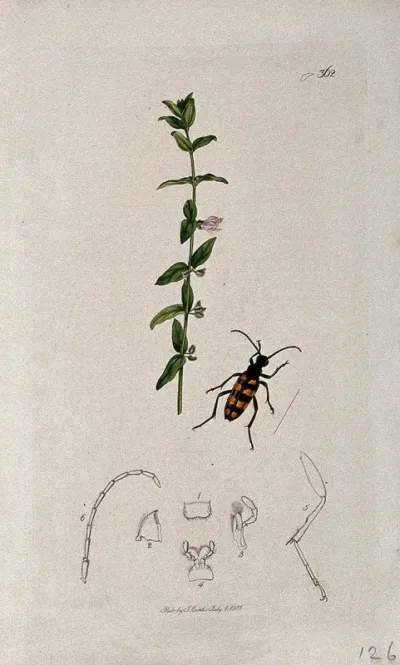 Skull cap or helmet flower (Scutellaria minor) with an associated beetle and its anatomical segments