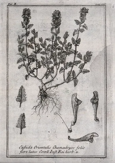 Skull-cap or helmet flower (Scutellaria orientalis): flowering plant and floral segments