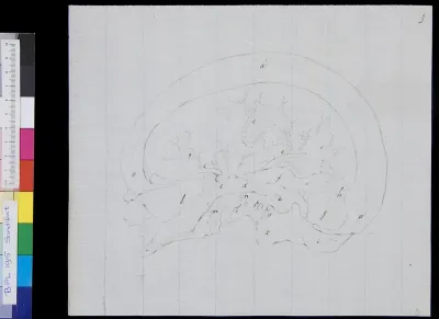 Skull, cross section (legend)