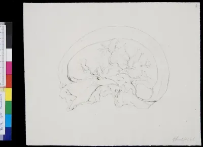 Skull, cross section
