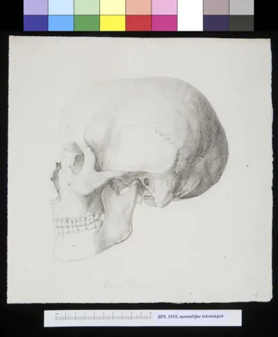 Skull found in Pompeii, lateral view