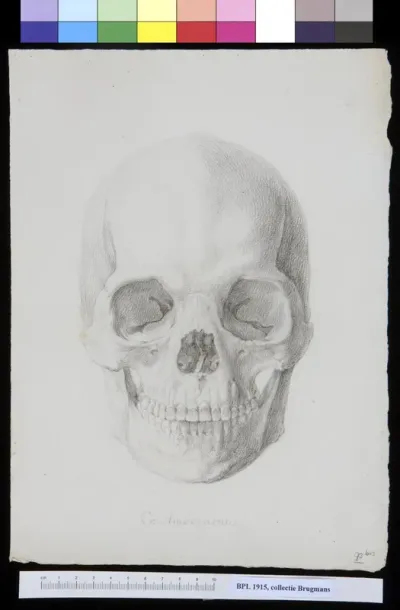 Skull from Ambon Island, frontal view