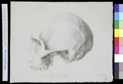 Skull from Australia, lateral view