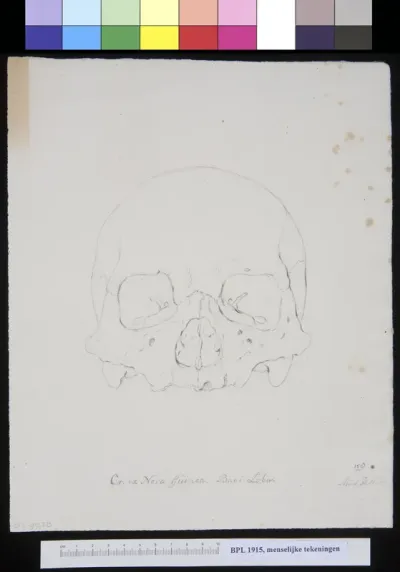 Skull from New Guinea, frontal view (outlines)