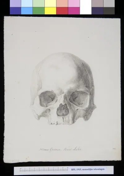 Skull from New Guinea, frontal view
