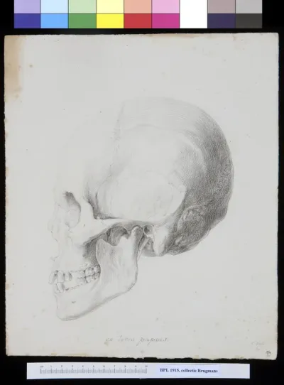 Skull from Papua New Guinea, lateral view
