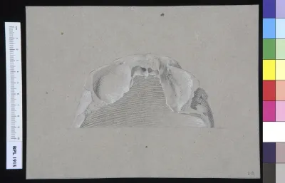 Skull (frontal bone)