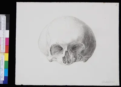 Skull, frontal view