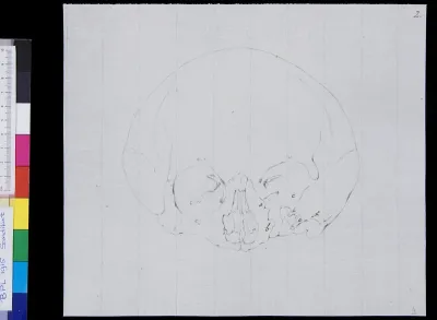 Skull, frontal view (legend)