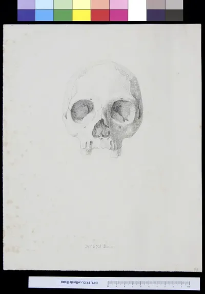 Skull, frontal view