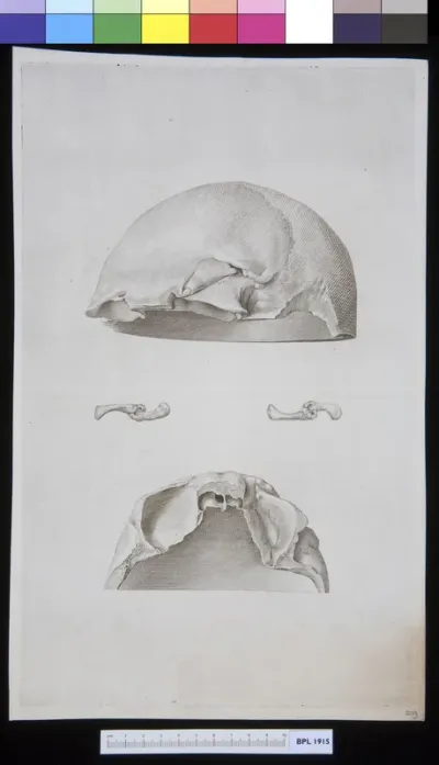 Skull, interior and exterior view