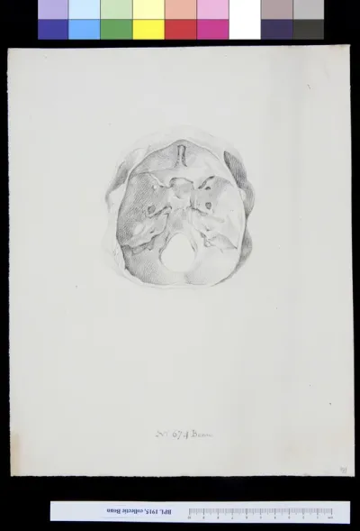 Skull, interior view