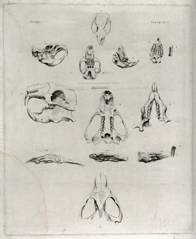 Skull, jaw-bones and paws of a gopher and a beaver: fourteen figures