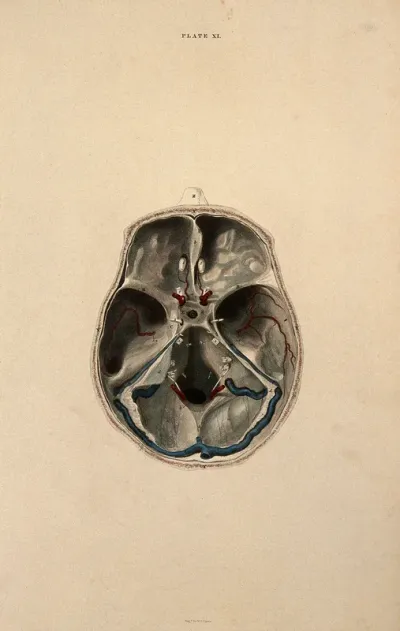 Skull: lateral section, with blood-vessels indicated in red and blue