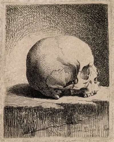 Skull: lateral view