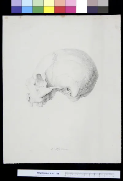 Skull, lateral view
