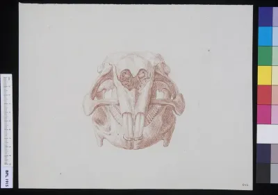 Skull of a feline animal (tiger?), frontal view