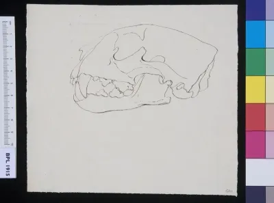 Skull of a feline animal (tiger?)