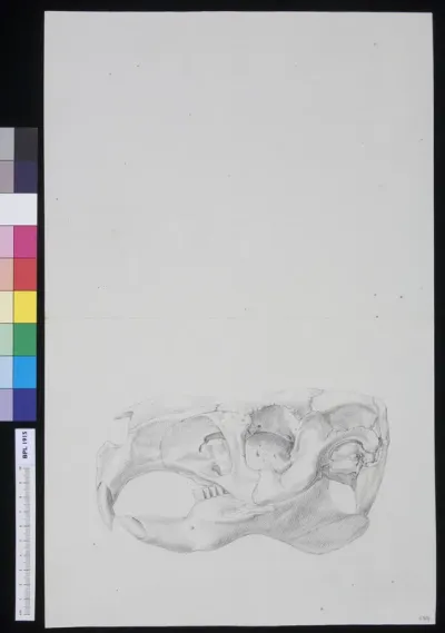 Skull of a feline animal