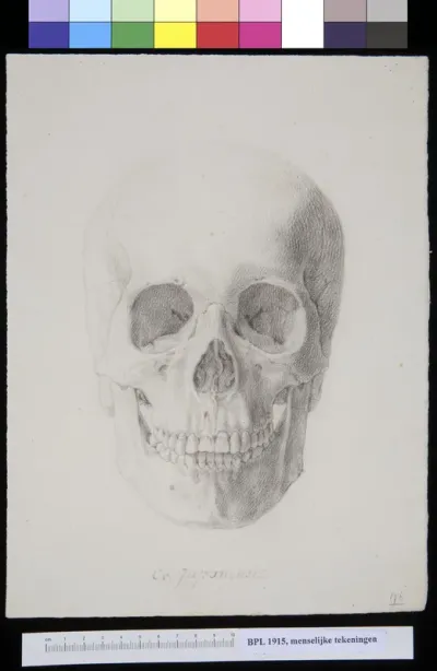 Skull of a Japanese man or woman, frontal view