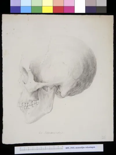 Skull of a Japanese man or woman, lateral view