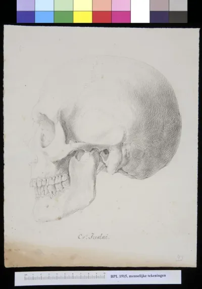 Skull of a Jewish man or woman, lateral view