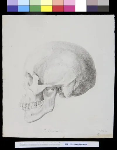 Skull of a man or woman from China, lateral view