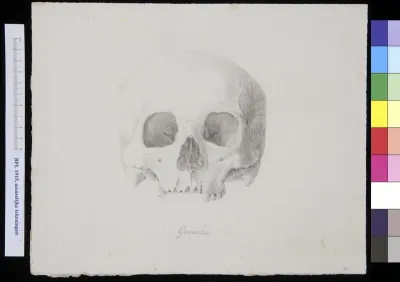 Skull of a man or woman from Gouache, frontal view