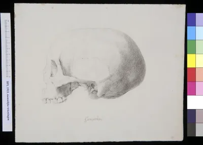 Skull of a man or woman from Gouache, lateral view