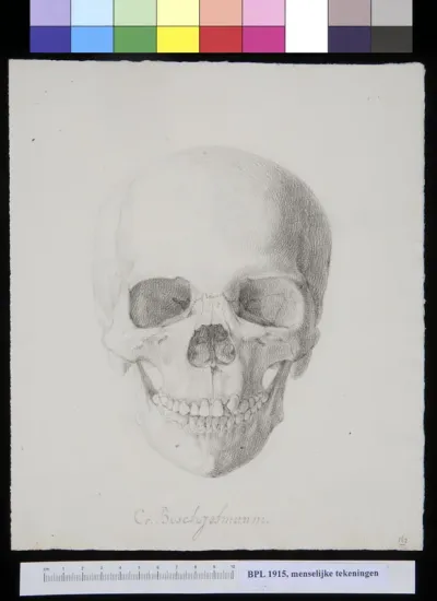 Skull of a member of the San (South Africa), frontal view