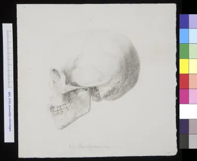 Skull of a member of the San (South Africa), lateral view