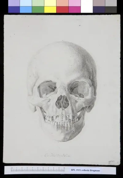 Skull of a South African Khoikhoi, frontal view