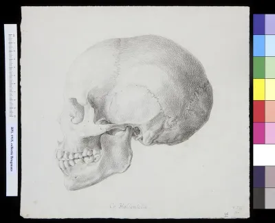 Skull of a South African Khoikhoi, lateral view