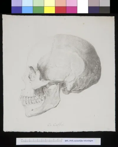 Skull of a South African man or woman, lateral view